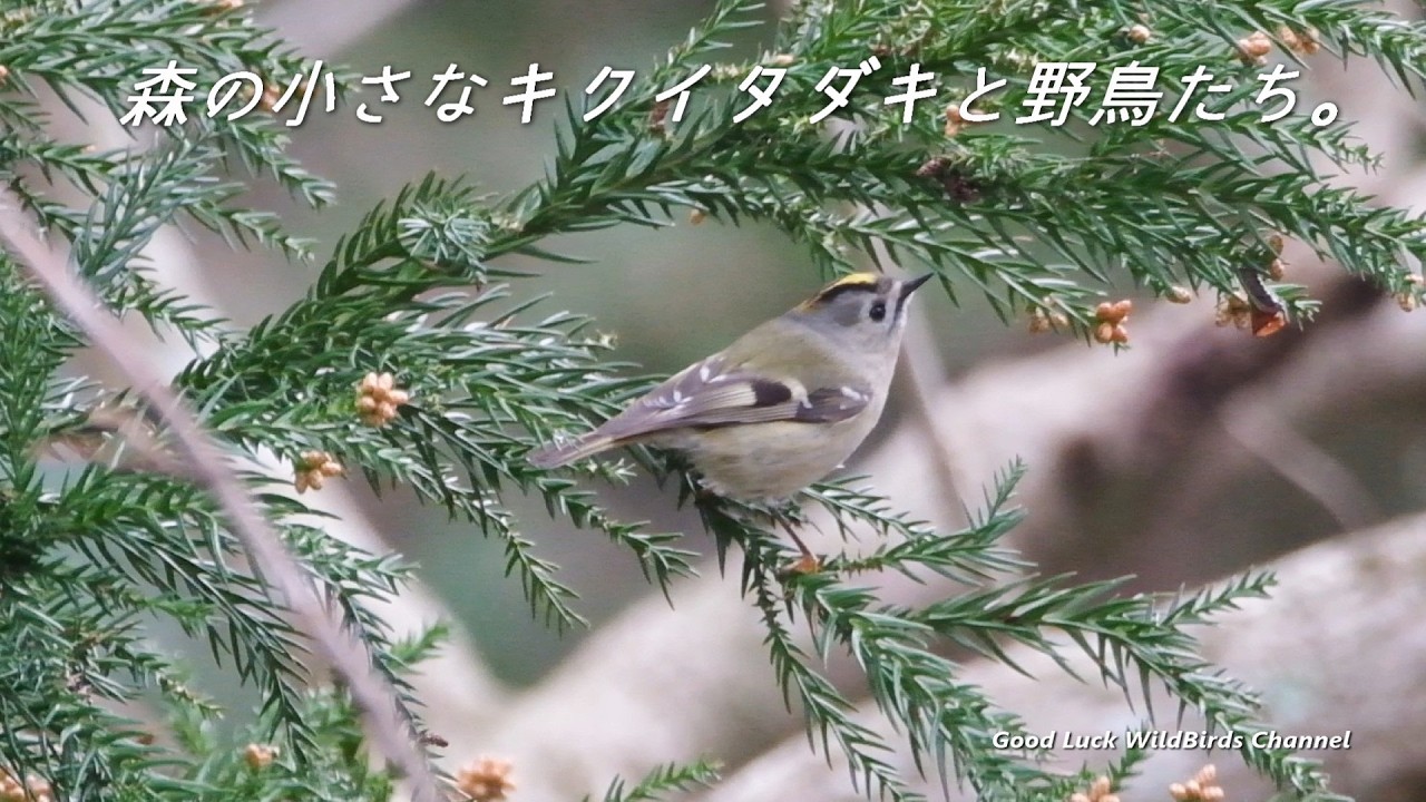 【野鳥撮影】森の小さなキクイタダキと野鳥たち。