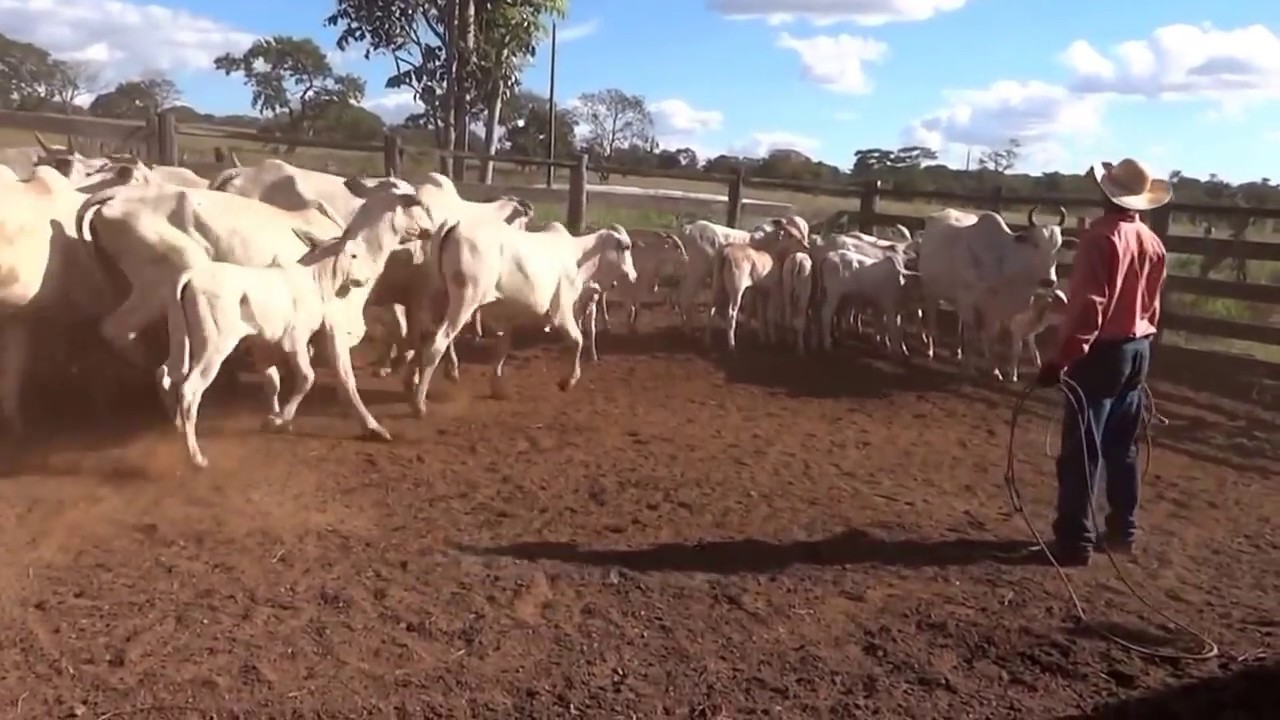 Vaca brava investindo no vaqueiro