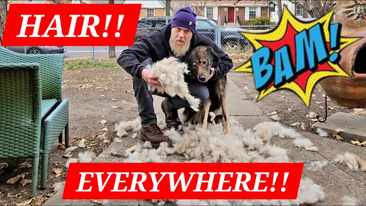 STOP SHAVING! 🚫 How to Deshed a Double Coat (Grooming Honey Badger!)