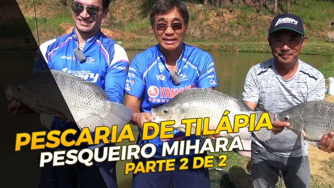 PESCARIA DE TILÁPIA NO PESQUEIRO MIHARA [PARTE 2 DE 2]