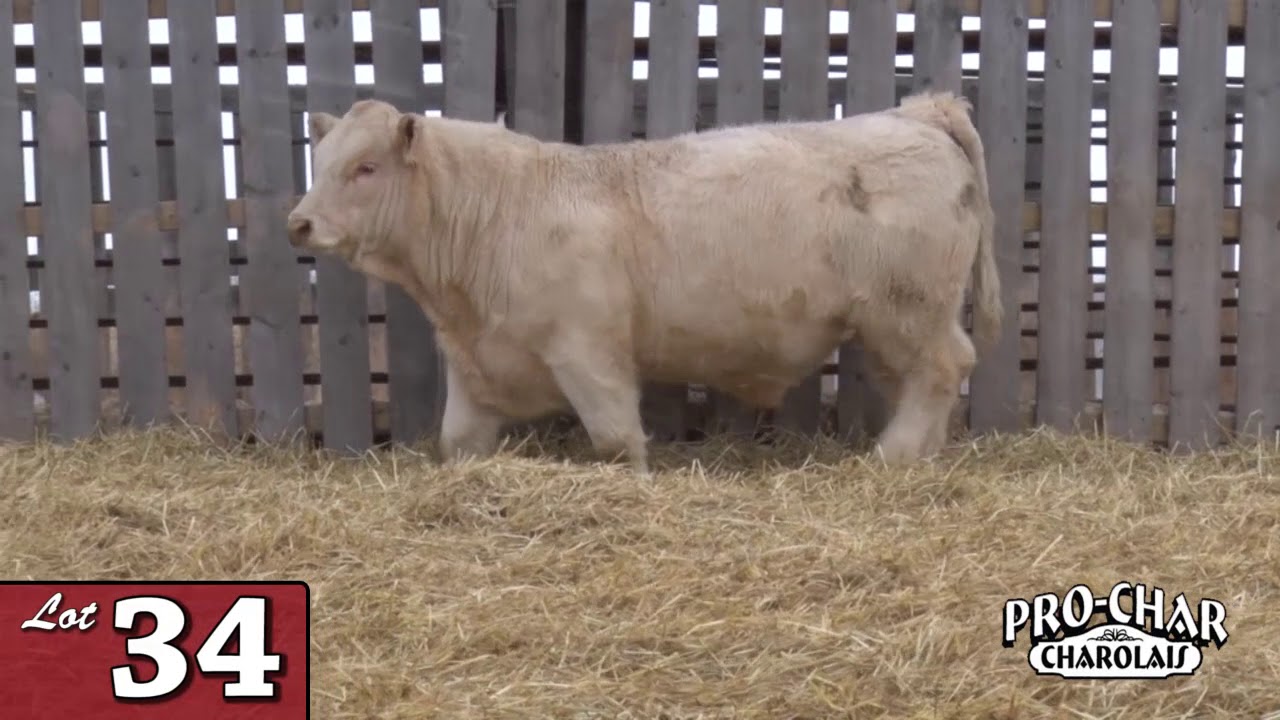 Lot 34 - ProChar 2020.mp4