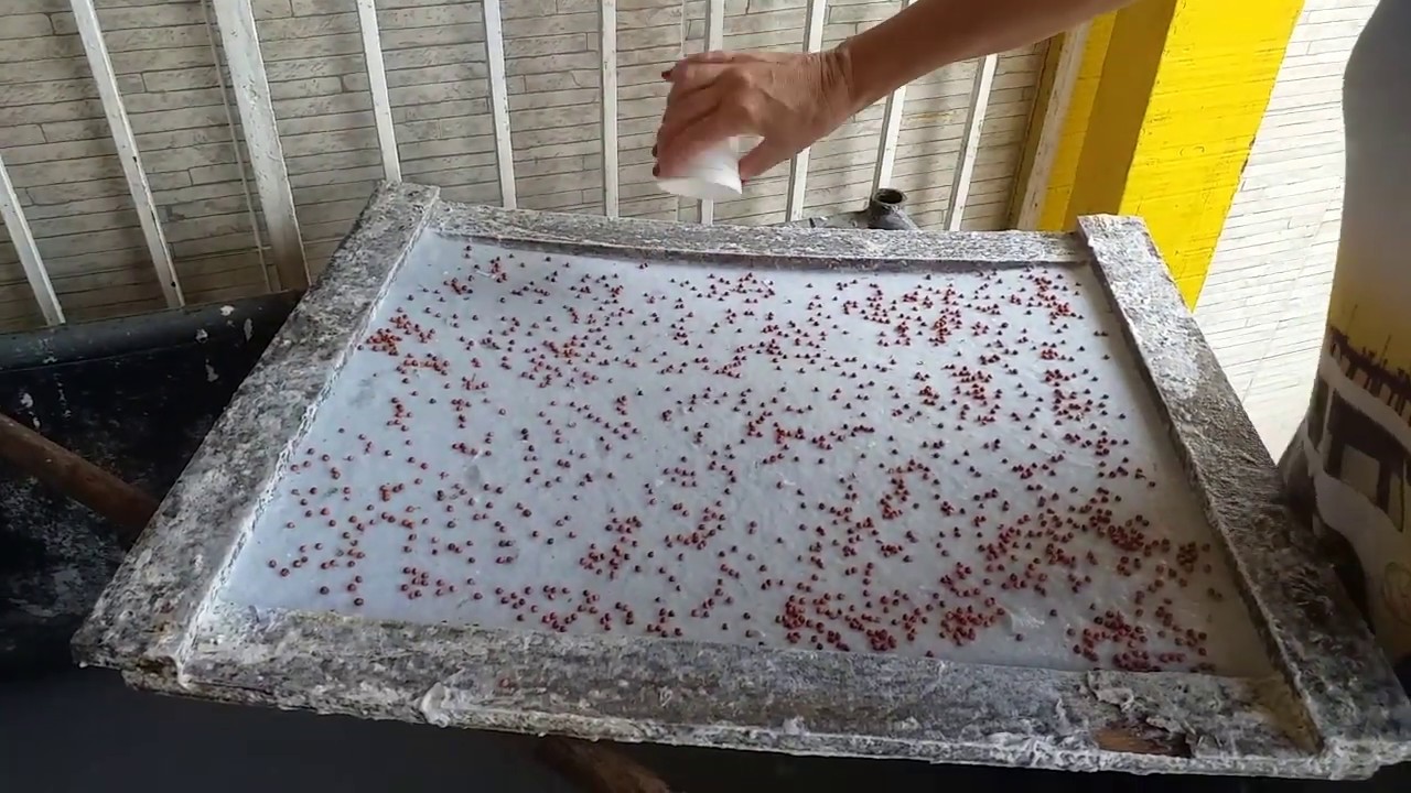 PASSO A PASSO PAPEL RECICLADO COM SEMENTES | ARTE DE NOELMA