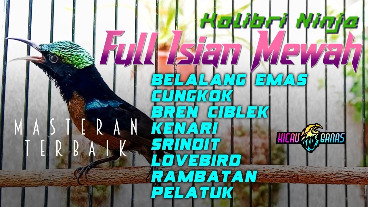 MASTERAN KONIN GACOR FULL TEMBAKAN MEWAH PANJANG VARIASI