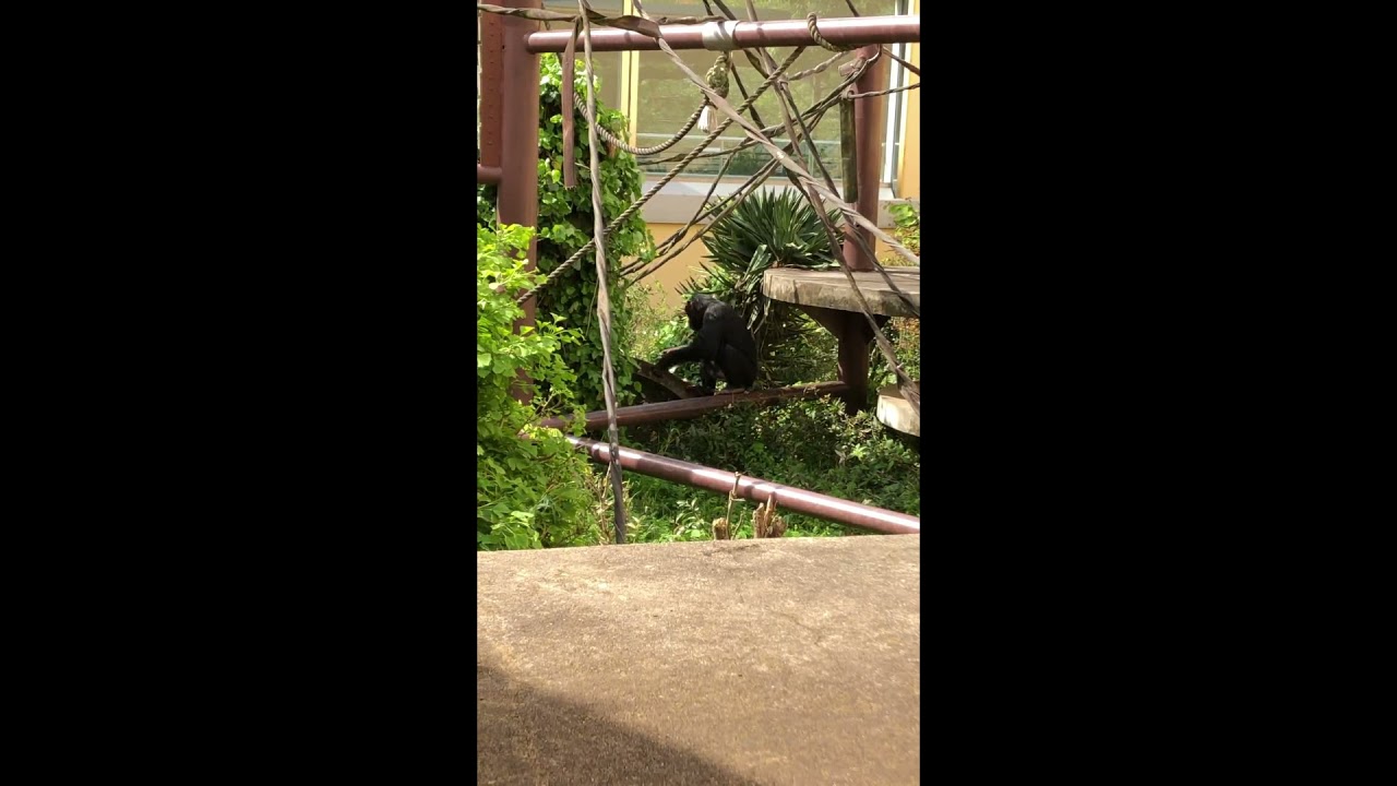 チンプ ニイニとタケノコ20210413／Niini might eat the bamboo shoots, but he dropped them.