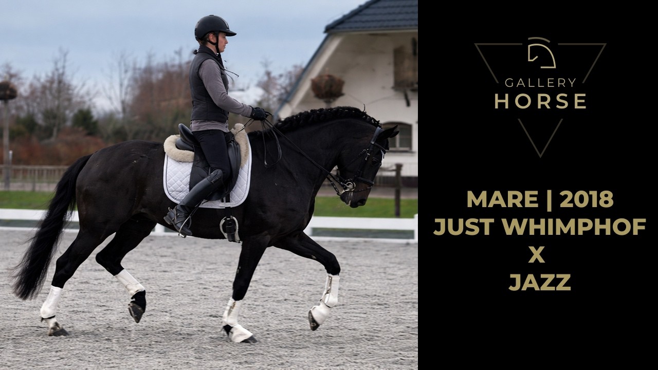 NEW DRESSAGE HORSE - Inter I - KWPN - MARE - 2018 - GHS2602