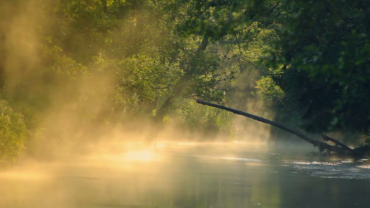 Morning in the Forest | Ambient ASMR Forest Creek Sounds for Sleep/Study/Work/Rest