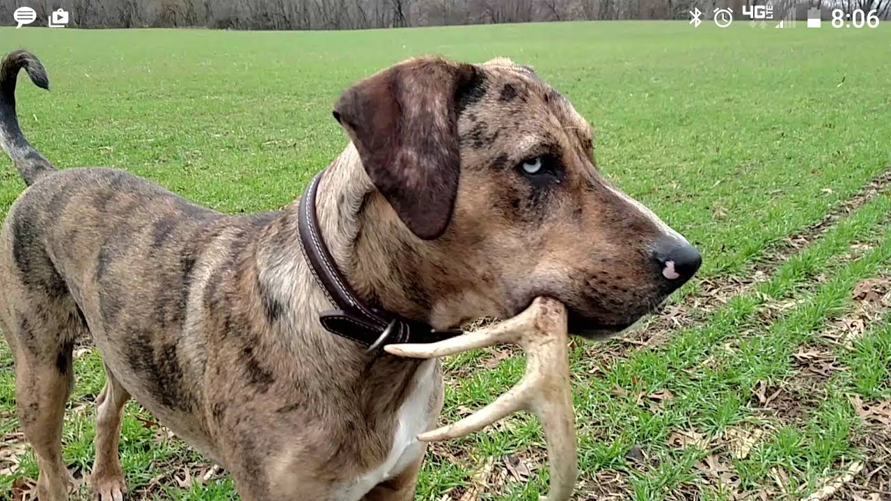 DIGGER THE CATAHOULA SHED DOG