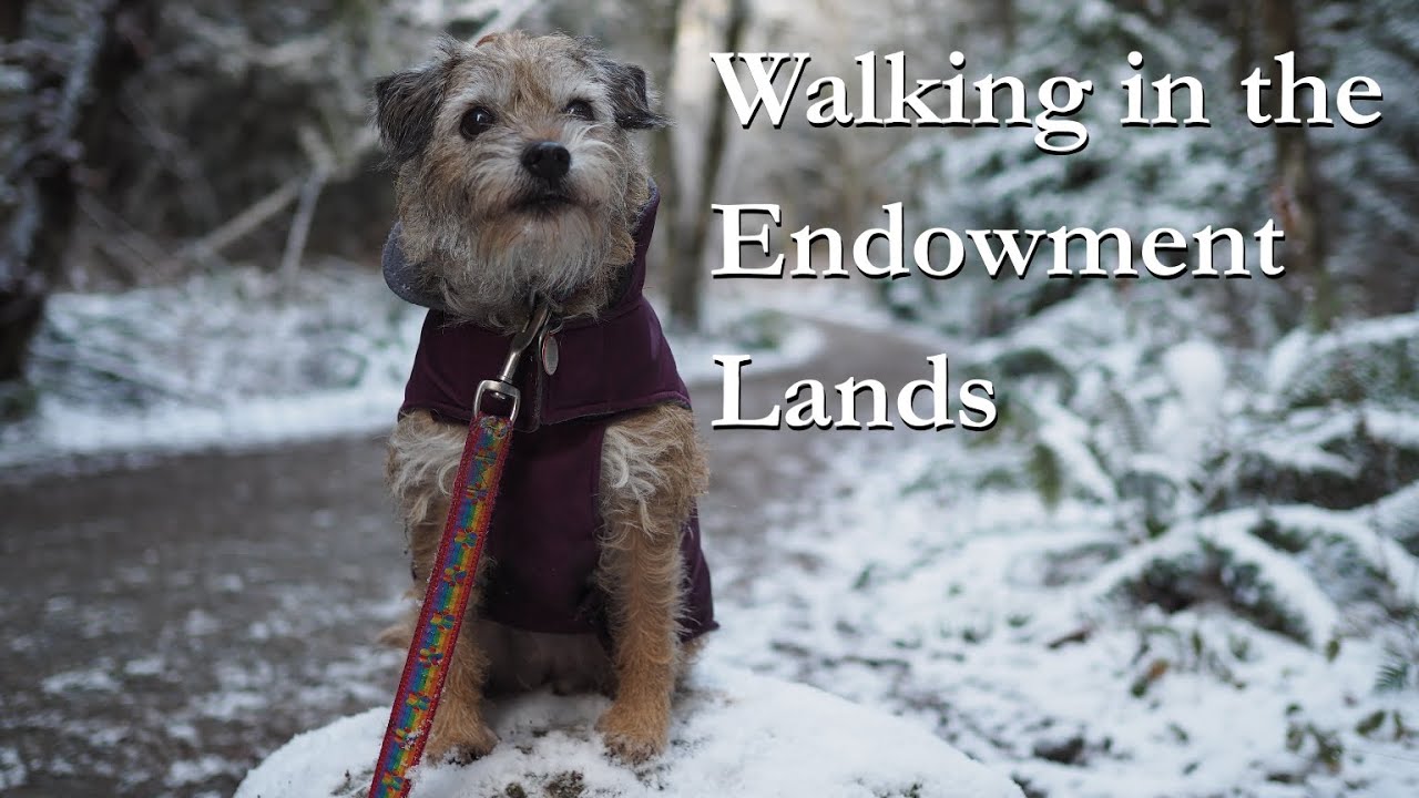 Christmas Walk in the Endowment Lands