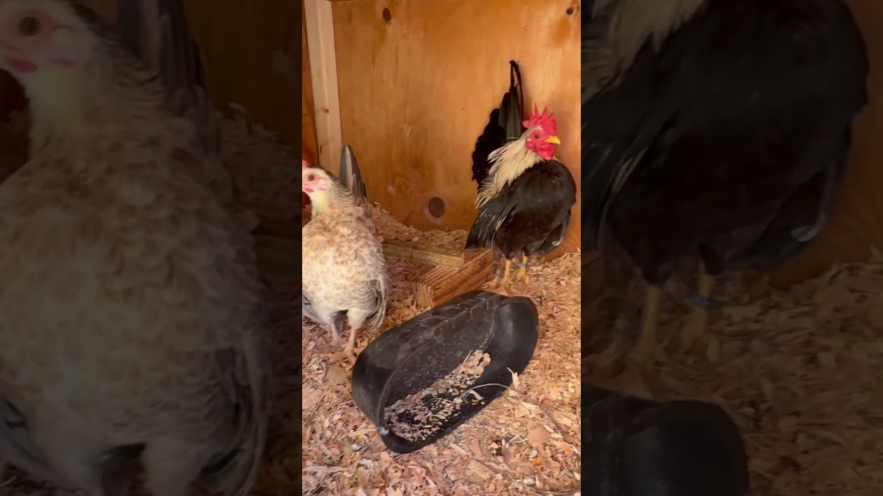 She&rsquo;s mean! Now that she has chicks. #😂 #serama #bantam #chickens #backyardchickens