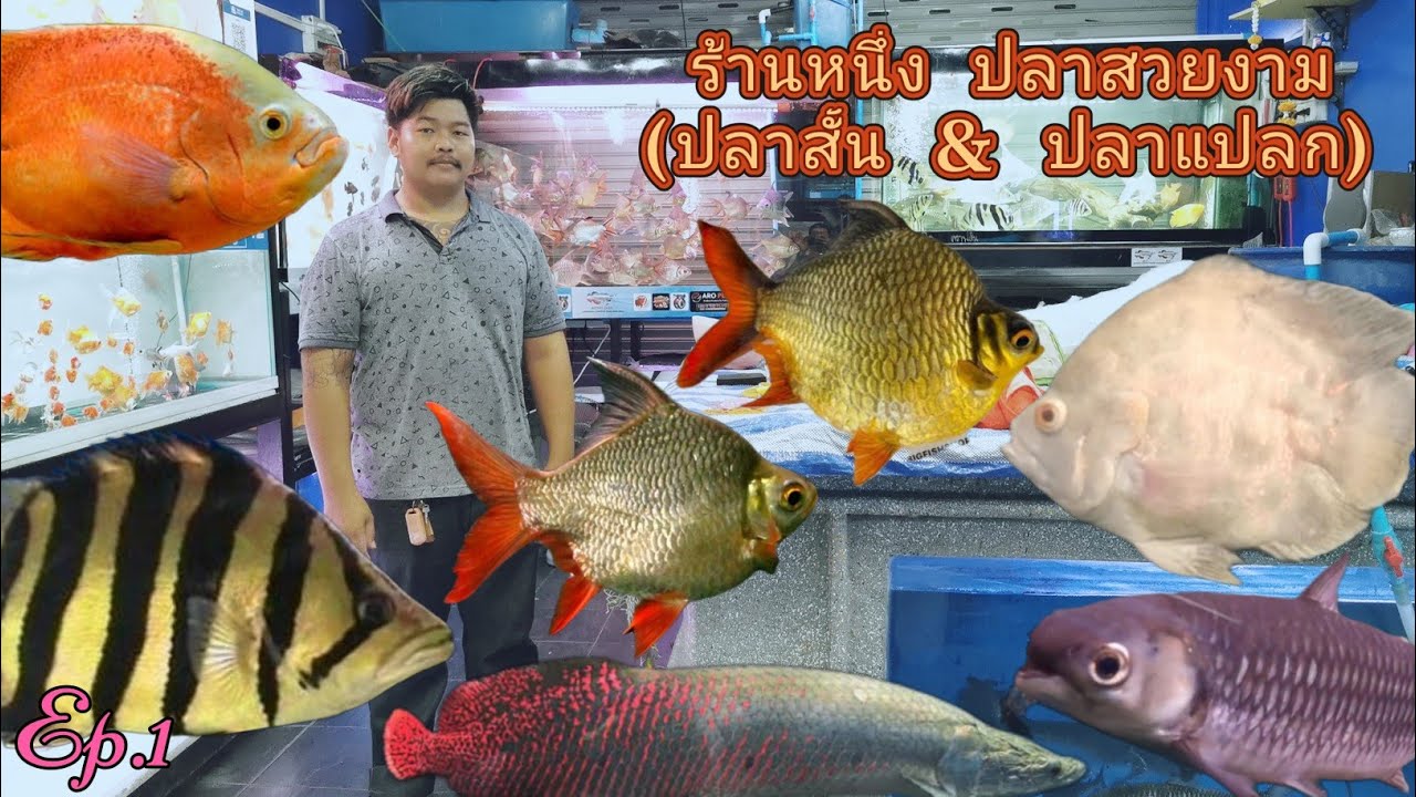 ร้านหนึ่ง ปลาสวยงาม​ (ปลาสั้น&ปลาแปลก)​🐟Ep.1