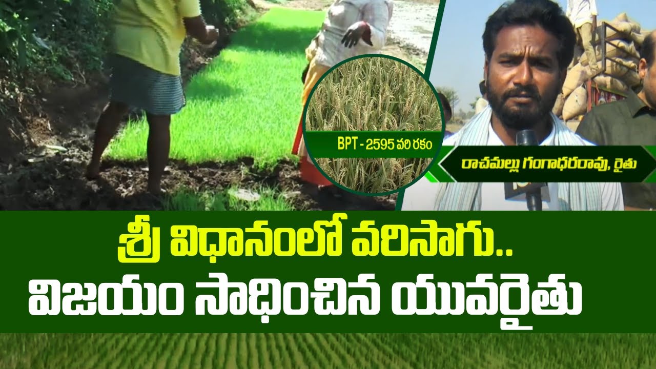 Success Story Of Sri Paddy Cultivation | శ్రీ విధానంలో వరిసాగు.. విజయం సాధించిన యువరైతు | 10TV