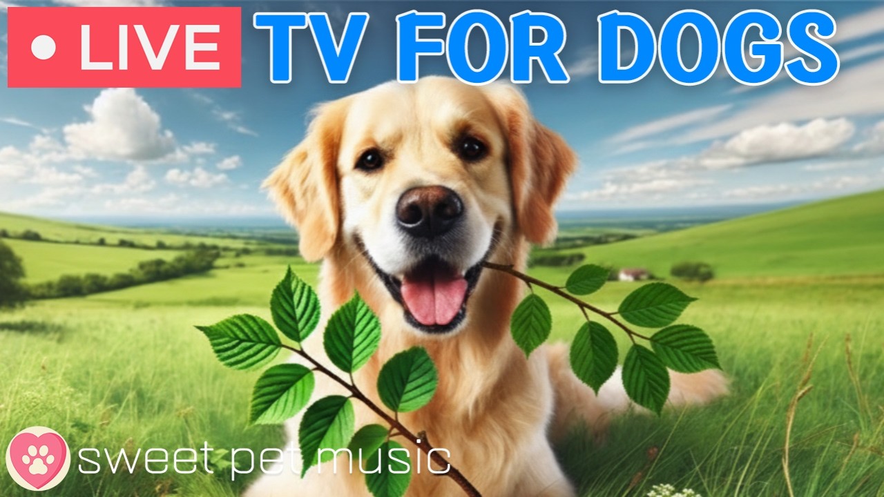 🔴24 Hours of Dog TV🎵🐶Calming Music for Dog Sleep🐶💕Soothing Music for Dog Stress and Anxiety Relief