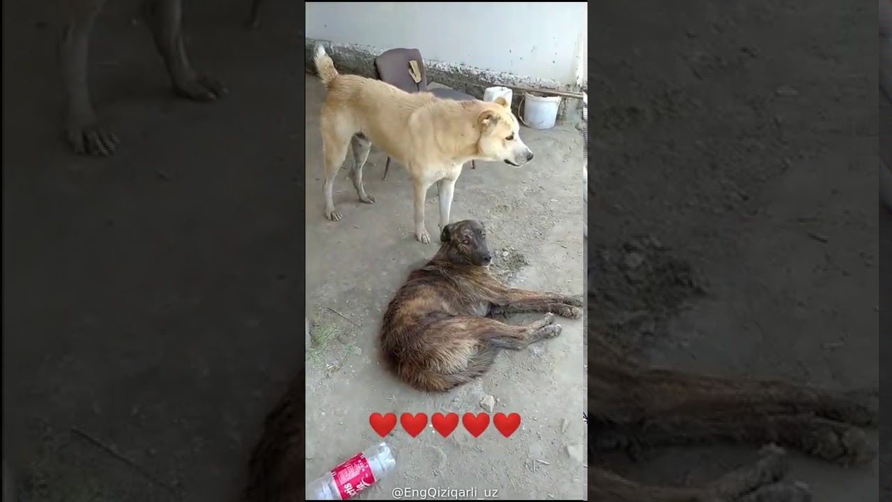 Itlar suhbati