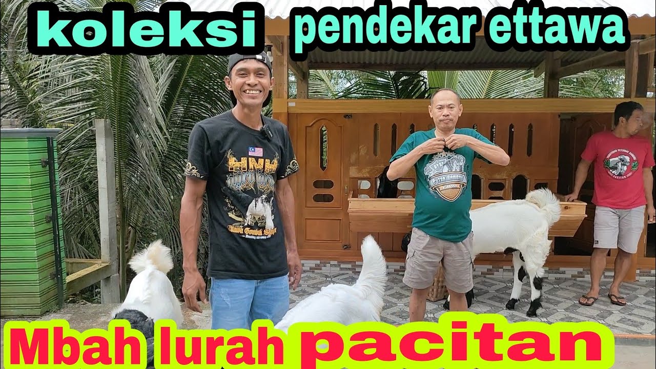 JACK CMF:PEMULA MENTAL BAJA - putra rambah farm/Mbah lurah