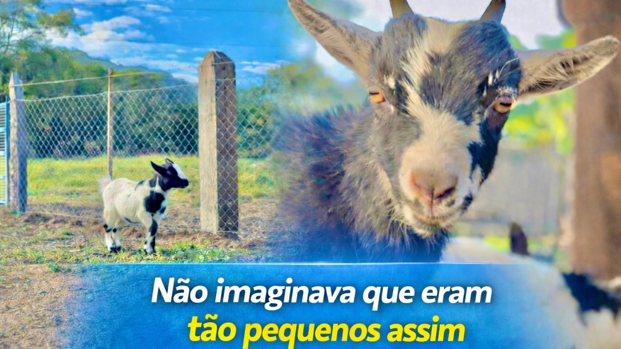 CHEGOU UM LINDO CASAL DE MINI CABRAS ! EU TO MUITO FELIZ