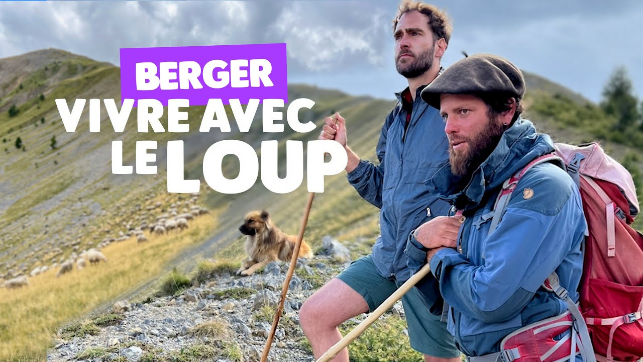 Loup et berger : le d&eacute;fi des attaques