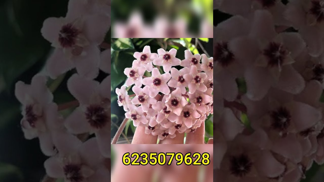 100 ഇൽ അധികം ചെടികൾ 40% വിലക്കുറവിൽ വിറ്റൊഴിവാക്കുന്നു pls msg in6235079628