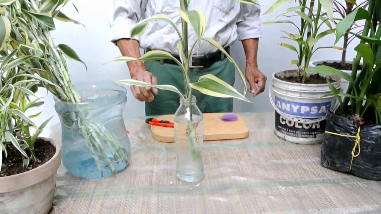 Aprendiendo más sobre el Lucky bamboo