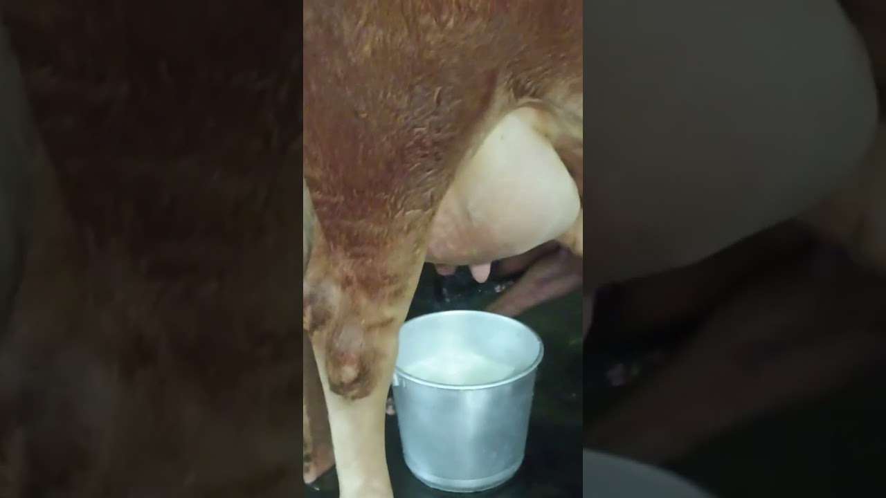 Neena - കറവ | Cow Milking