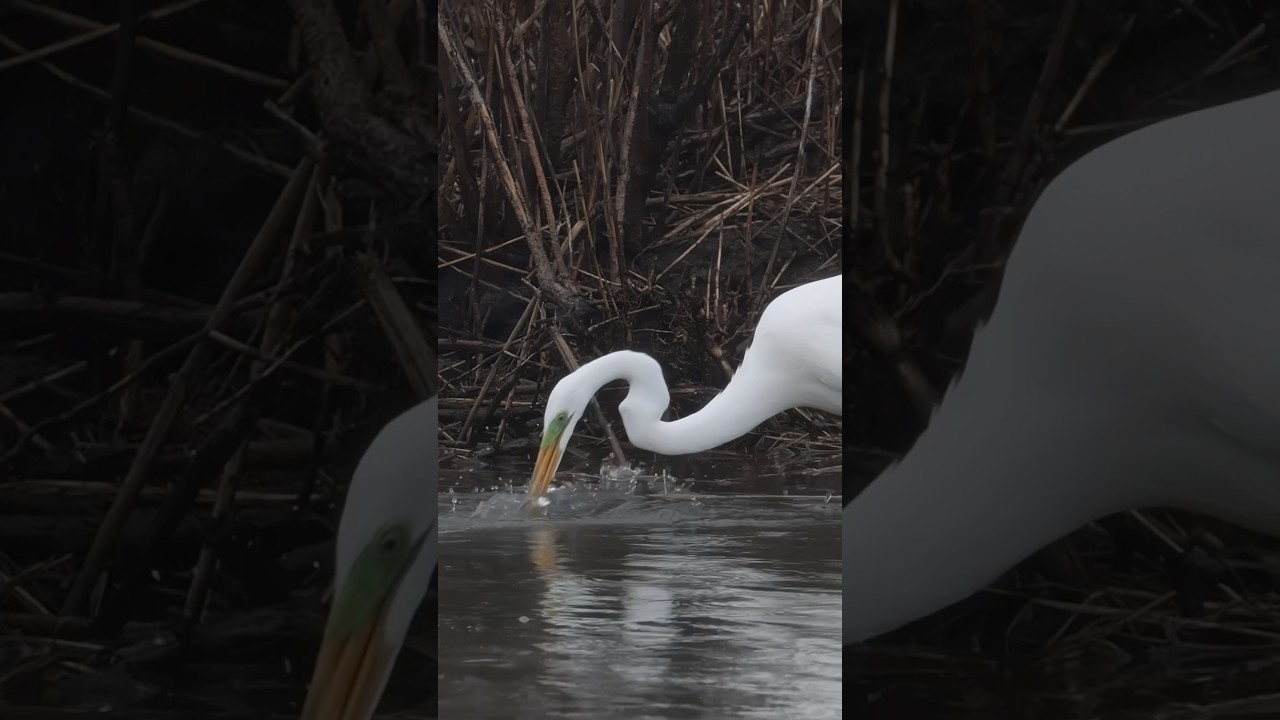 Great white egret snags a fish extreme precision!! Copyrighted 🎥 on Canon R1 + RF 100-500 #birds