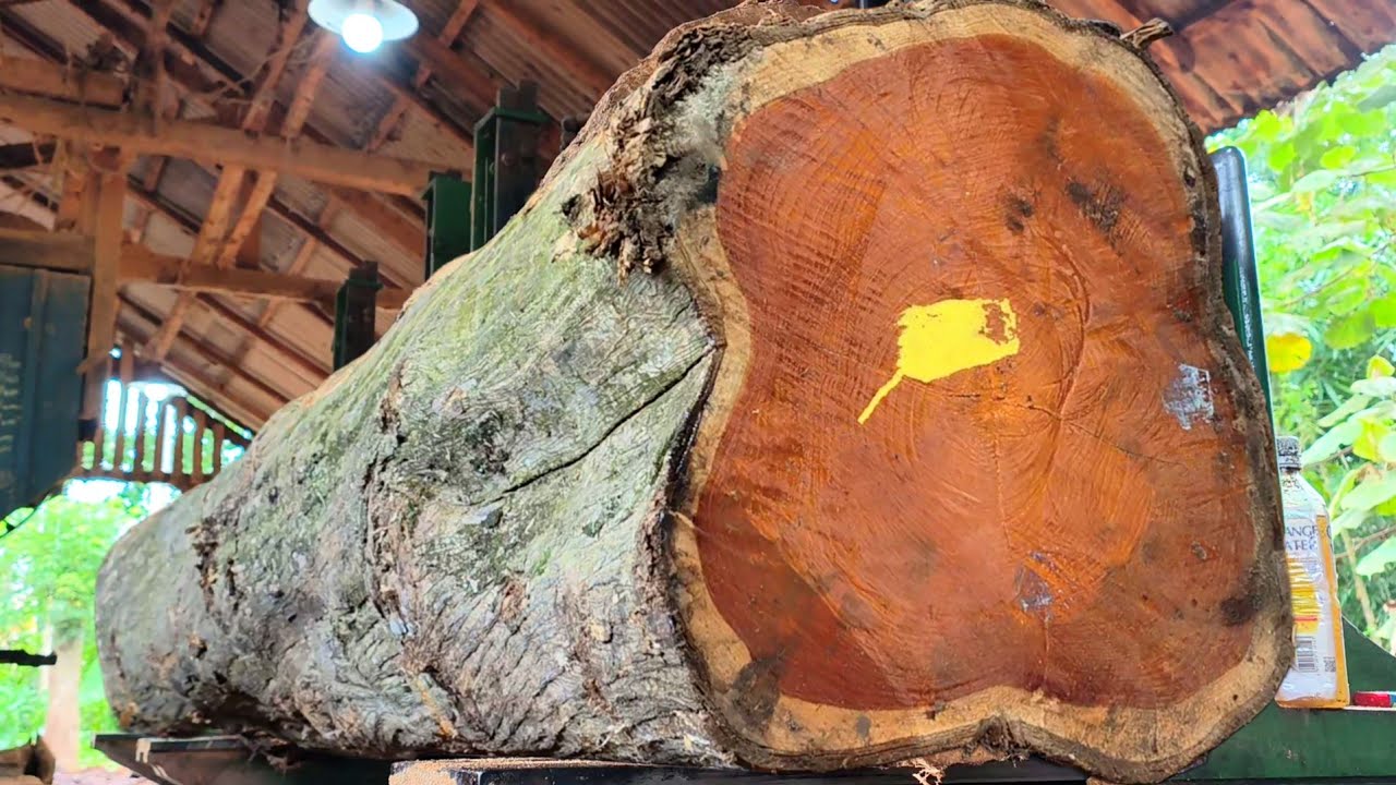 Paling berharga di mata dunia!! Inilah kayu jati seharga 300 juta di gergaji sawmill