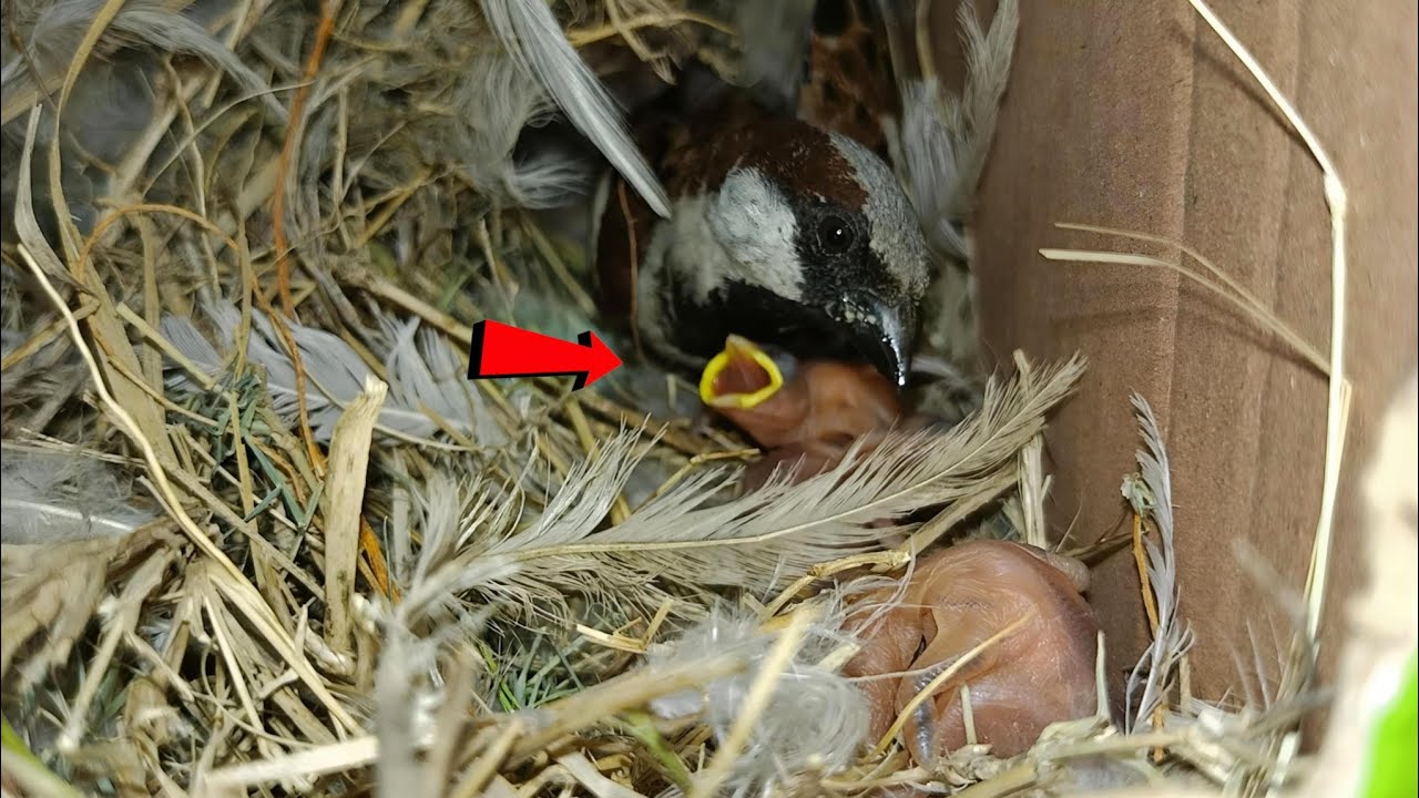 A bird's love for babies 