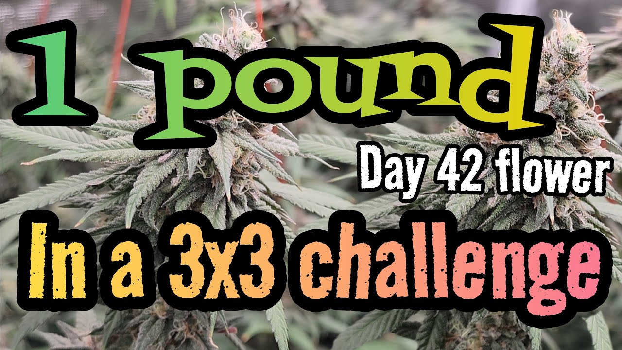 Hermies!!!! Day 42 Flower 1 POUND in a 3x3 CHALLENGE , Grown under the Mars Hydro #FC4800