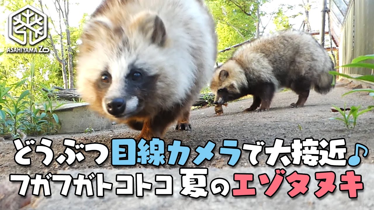 【旭山動物園】どうぶつ目線カメラで大接近！フガフガトコトコ夏のエゾタヌキ