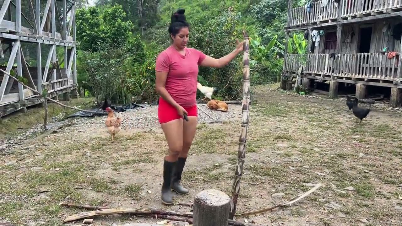 Acompañame a cortar caña para mi burrito