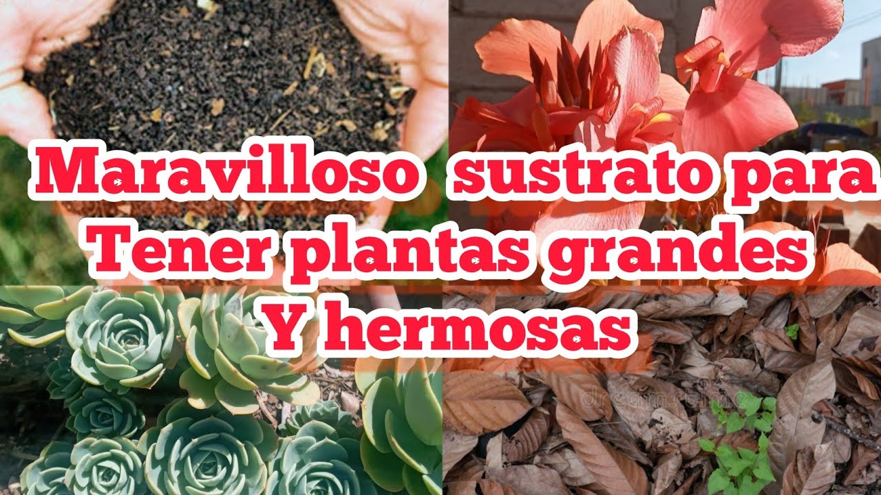 CÓMO HACER TIERRA NEGRA TU MISMO muy FÁCIL en CASA ¡NO COMPRES MÁS !