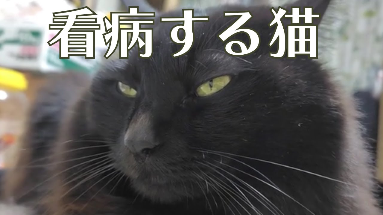 飼い主、回復しました！体調不良だったときはベッドで添い寝をしてくれて元気になったらネコハラを再開する猫の鏡のトモくん