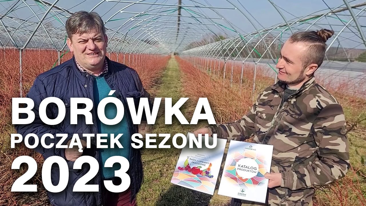 Borówka - początek sezonu 2023