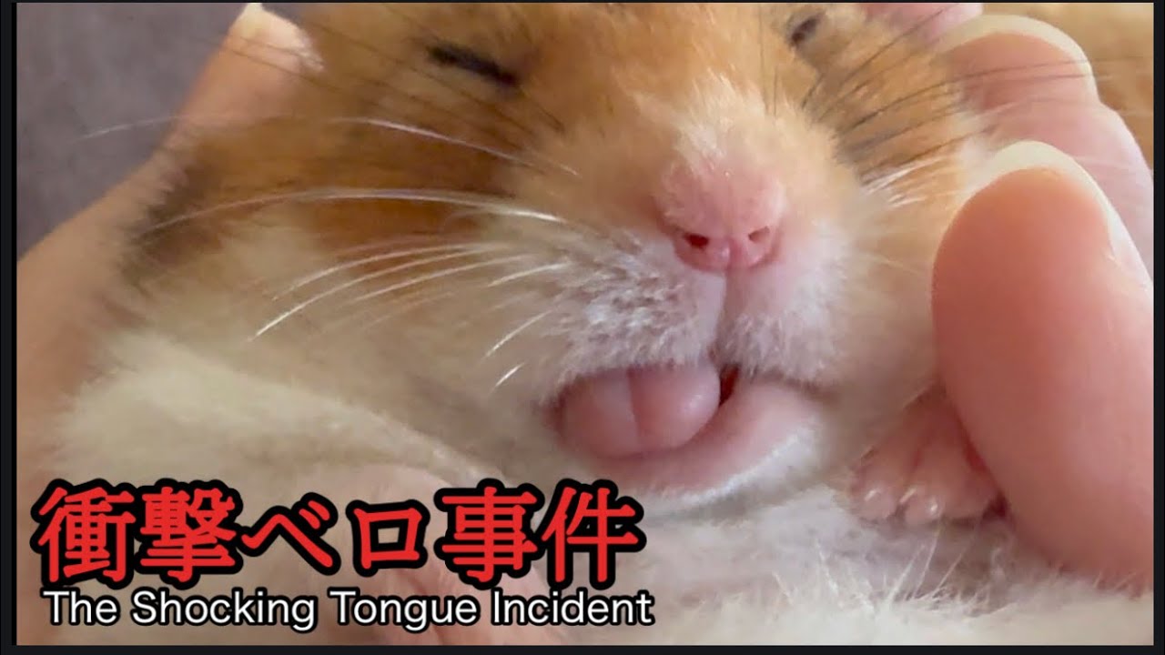 衝撃ベロ事件｜The Shocking Tongue Incident