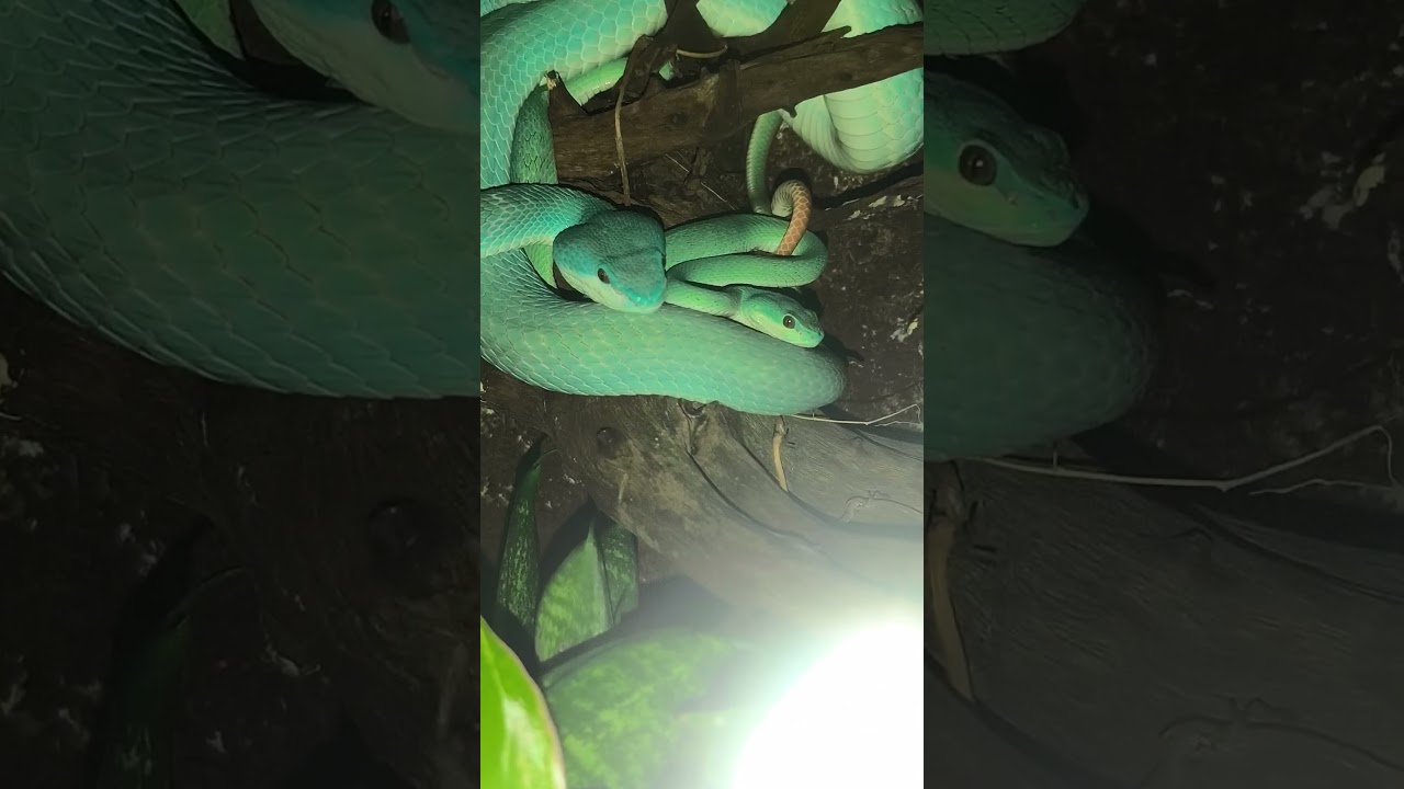 Trimeresurus insularis pairing up #trimeresurus #insularis #pitviper