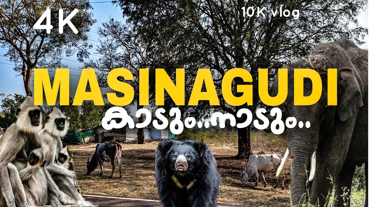 കാടിനുള്ളിലെ മായാർ എന്ന ഗ്രാമം......#masinagudi 