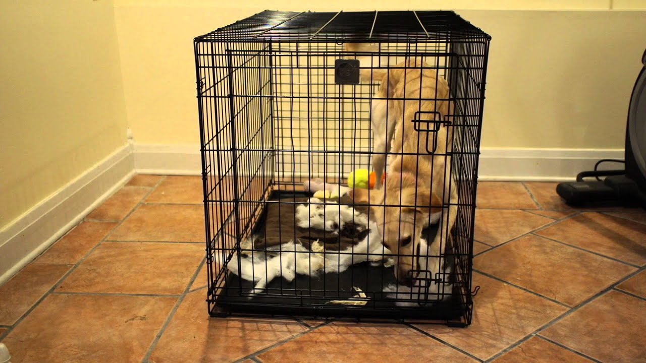 Saluki has Severe Separation Anxiety in Crate