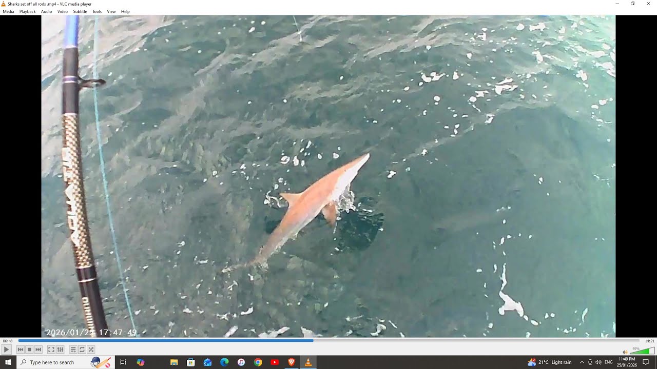Sharks set off all rods