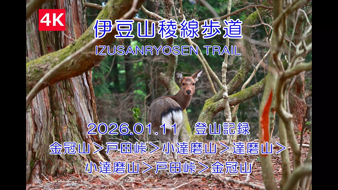 【Mreport212┃伊豆半島】伊豆山稜線歩道　金冠山＞戸田峠＞小達磨山＞達磨山＞小達磨山＞戸田峠＞金冠山　2026.01.11　登山記録　M212-ALL-4K　4K動画