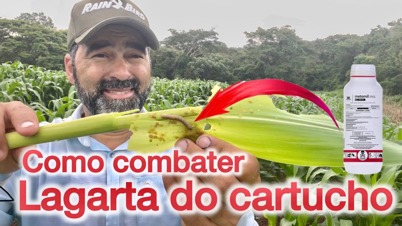 POR ONDE ELA PASSA NÃO SOBRA NEM O TALO | LAGARTA DO CARTUCHO