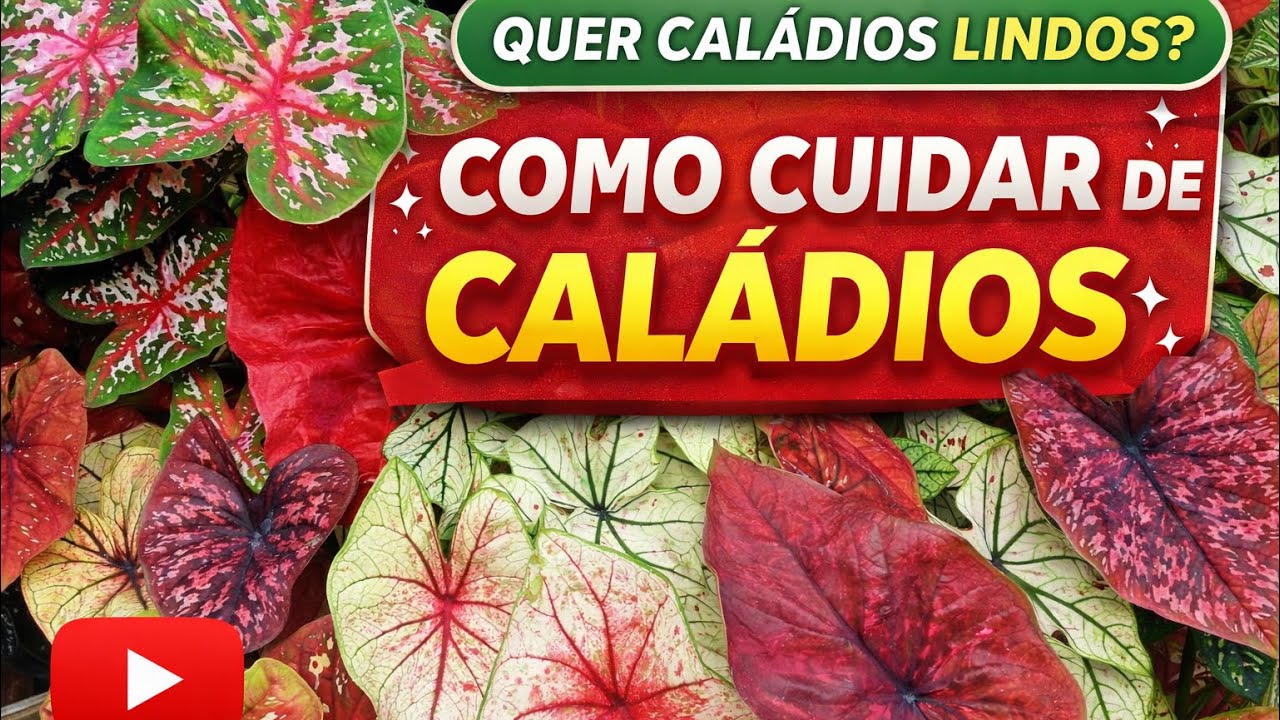 Os Segredos para Caládios Perfeitos! #caladium #plantas #plants 