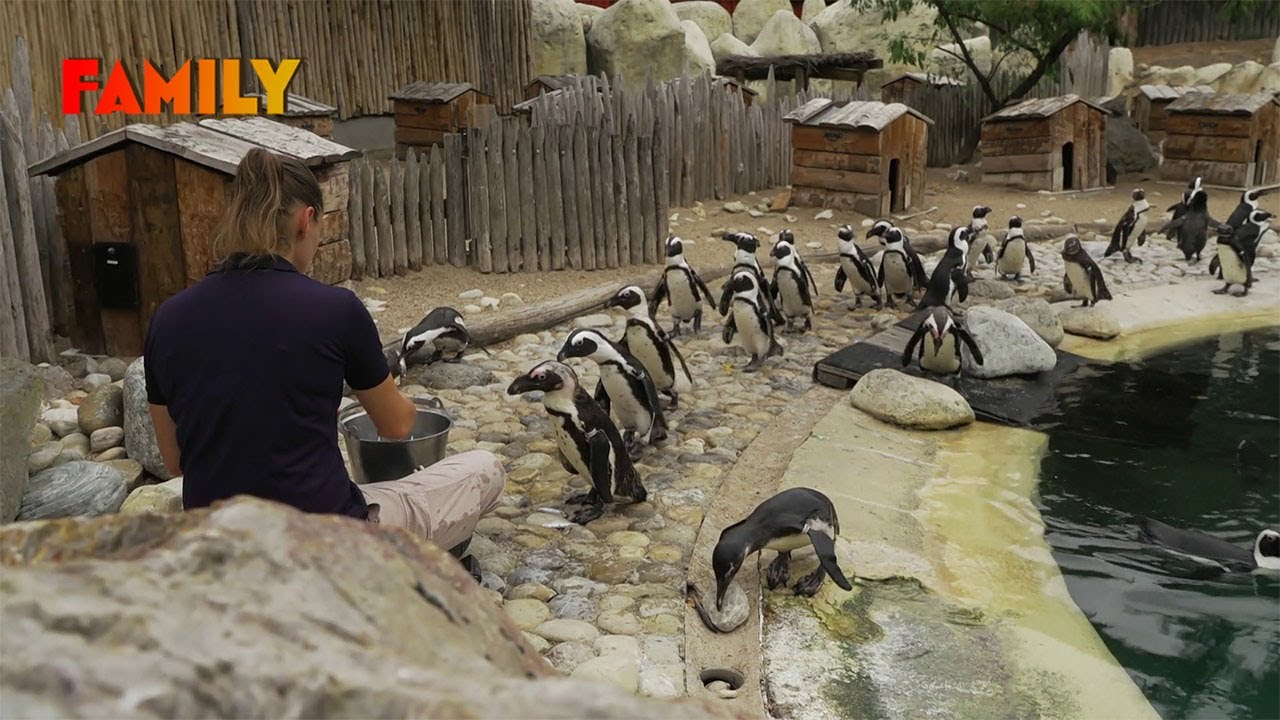 Animaux sauvages au zoo : soigneurs en action