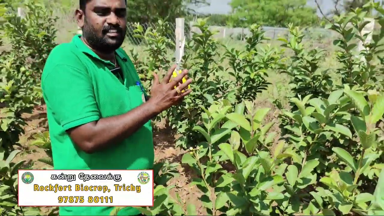 தொடர் வருமானம் தரும் கொய்யா 🌱🤩