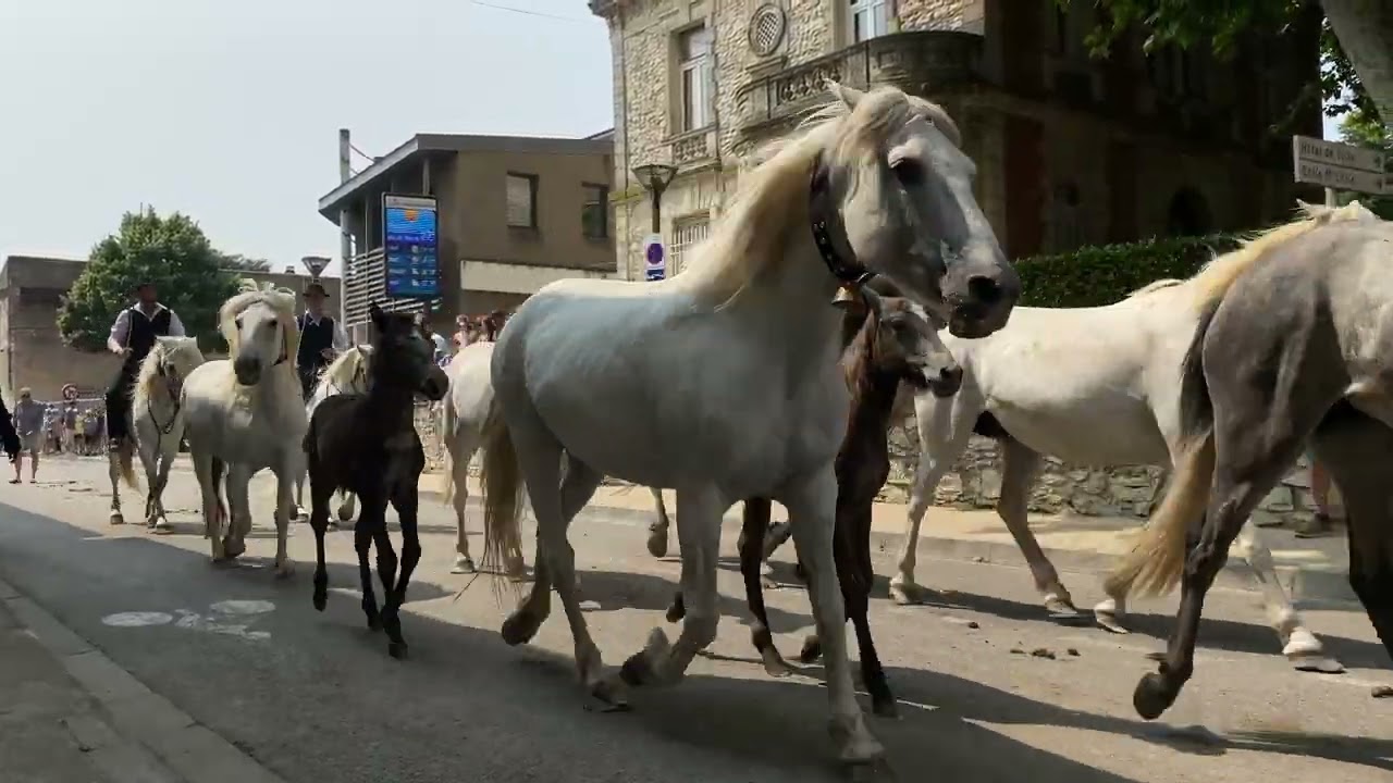 Féria de Caissargues 2025 - Roussataïo Manade des Chanoines -