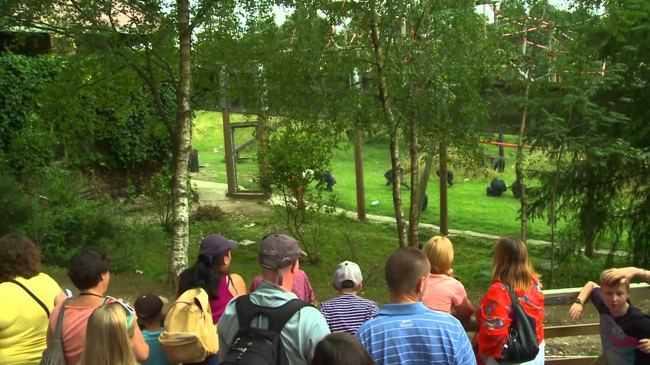 Monkey World - Ape Rescue Centre