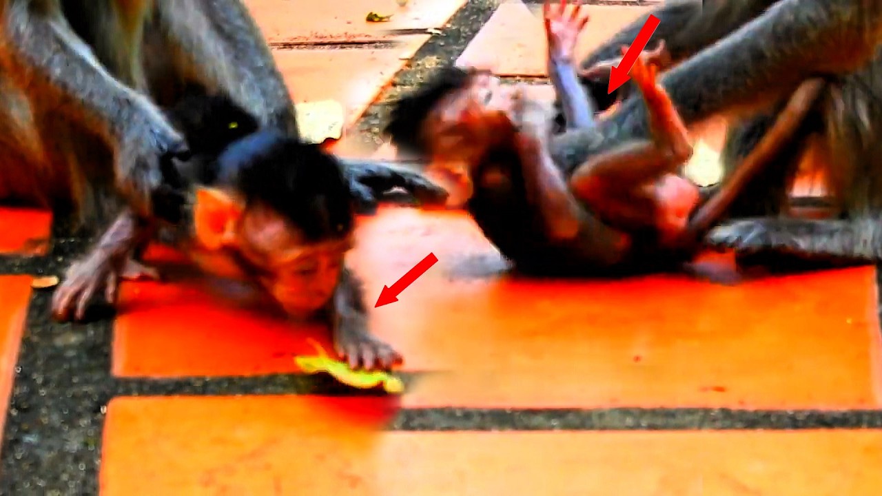 Oh God, help the baby monkey being pulled and pushed against the rock by its mother.