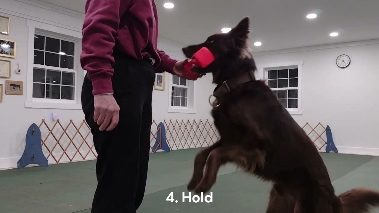 AKC Novice Trick Dog Title