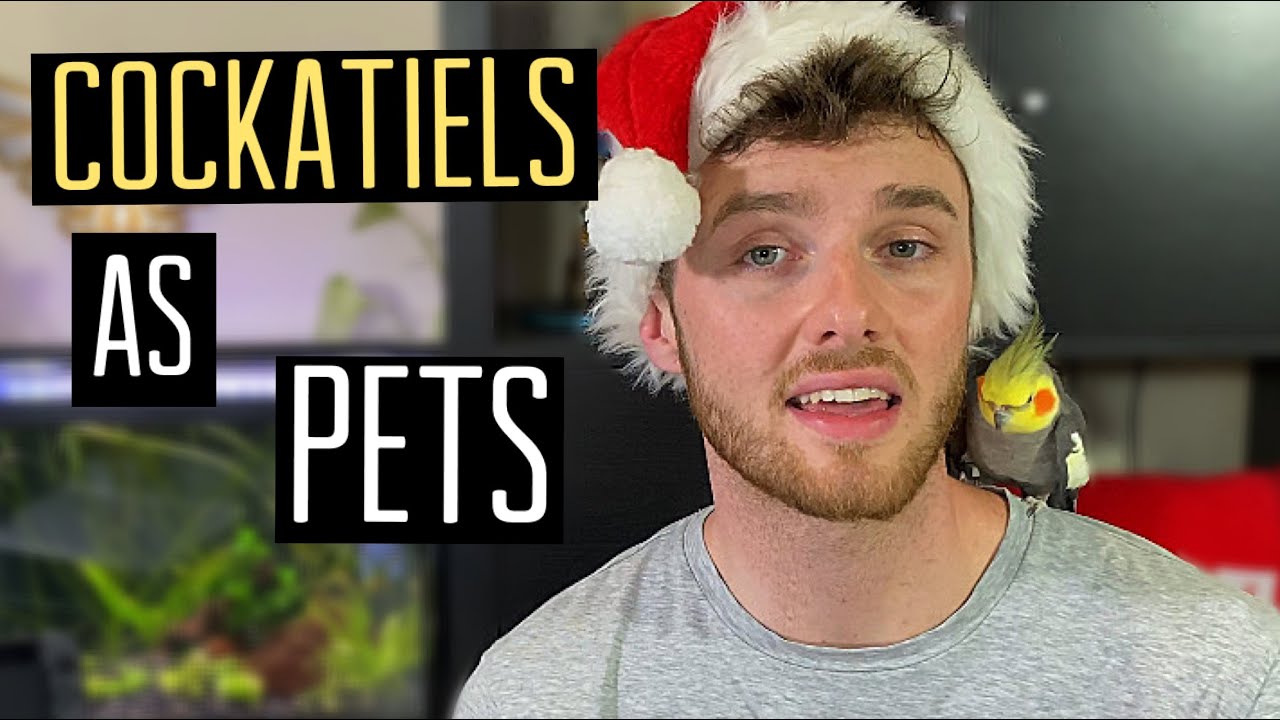 COCKATIELS AS PETS (NEGATIVES & POSITIVES)