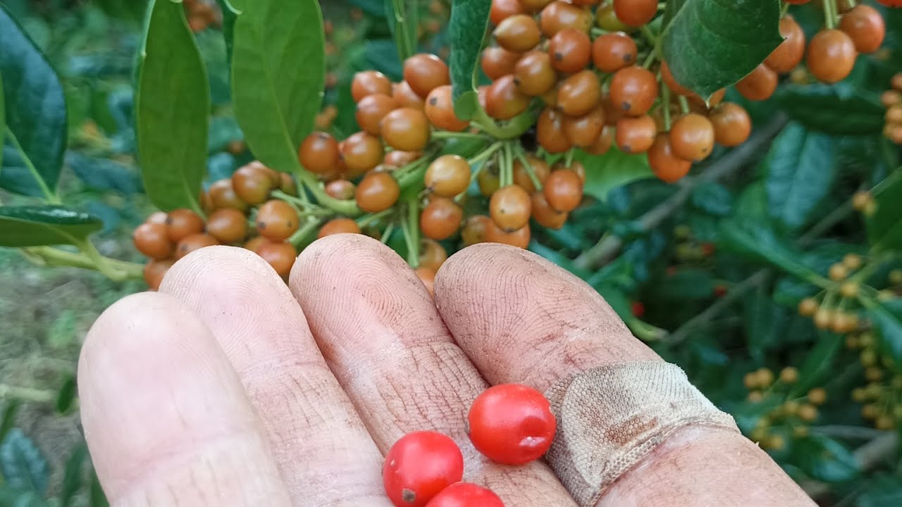 COME PROPAGARE L'AGRIFOGLIO....🌿🌿🌿👌
