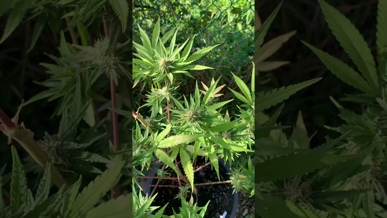 Green crack Niagara seed bank well done 69 to 80 ish day can&rsquo;t remember auto flower