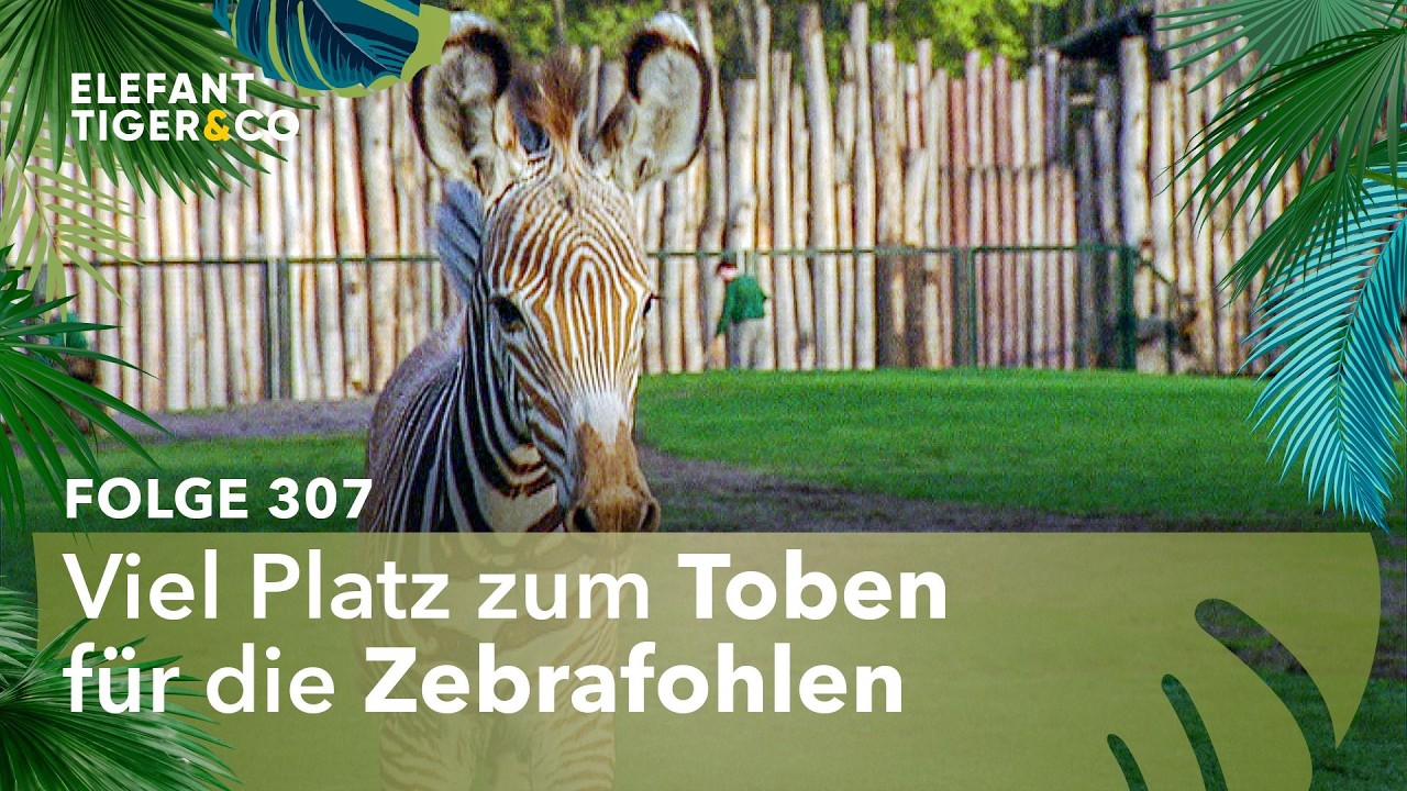 Kleine Zebras erstmals auf der Savanne (Folge 307) | Elefant, Tiger & Co. | MDR